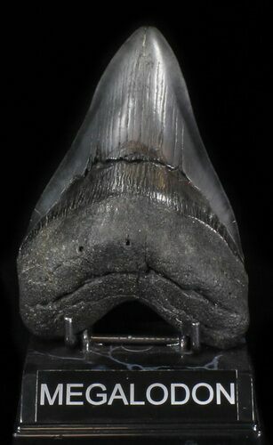 Large Megalodon Tooth - Georgia #30071